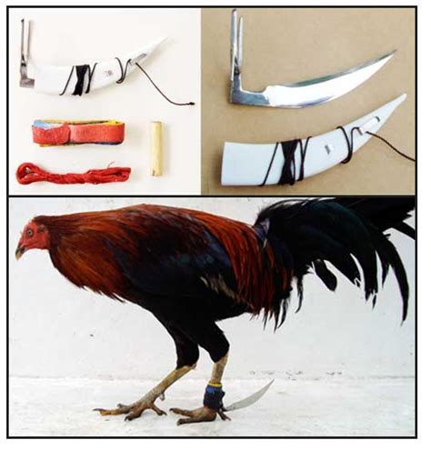 gaff rooster fighting knives.